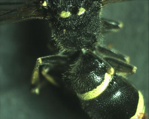 Ancistrocerus sp.